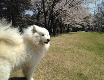 軽井沢のおすすめスポット